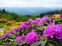 Doğu Karadeniz’in Bitki Envanteri Çıkarılıyor