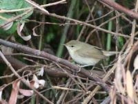 Türkiye’de İlk Kez Görüntülendi
