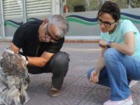 Elektriğe Kapılan Yılan Kartalı Tedavi Altına Alındı