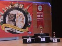 En Güzel Kediler Yarıştı