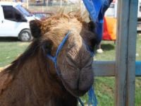 Deveyi Alana Tosun Bedava