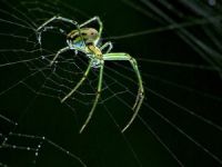 Kulağından Canlı Örümcek Çıktı