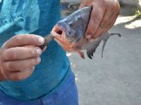 Yeşilırmak’ta Pirana Buldular