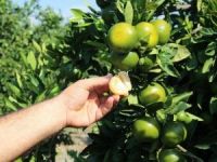 Narenciyede "Rusya" Sevinci