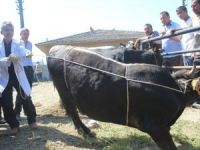 Kurbanlık Yatırmanın Püf Noktası