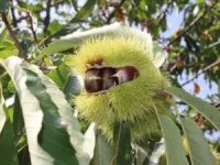 Katil Arılar 20 Bin Ağacı Kuruttu