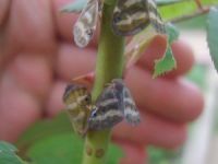 Tehlikeli Böcek Masaya Yatırıldı