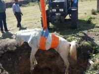 Çukura Düşen At, Halat Yardımıyla Kurtarıldı