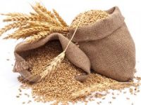 Milli Tohum “Rumeli”, Yabancı Rakiplerinin Tahtını Yıktı