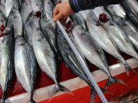 Palamutta Tehlike Çanları...