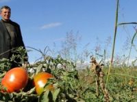 Iğdır’ın Turşuluk Domatesi Tezgahlarda