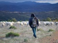 Uludağ’da Koyunların Zirve Kampı Sona Erdi