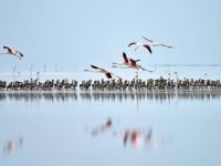 Sit Alanlarına Sil Baştan Düzenleme