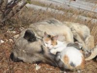Kedi ile Köpeğin Şaşırtan Dostluğu