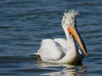 Pelikanların Gölyazı’da Taze Balık Keyfi