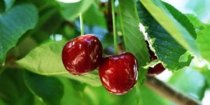 Malatya’da Kiraz Hasadı Başladı