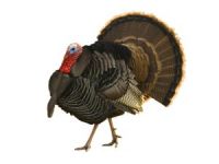 Yılbaşı Hindileri Görücüye Çıktı