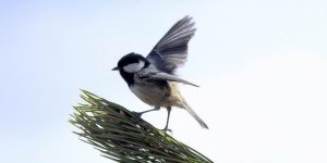 Ardahan’da 90 Kuş Türü Fotoğraflandı