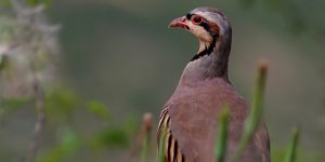 Tedavi Edilen 'Keklik'ler Doğaya Bırakılacak