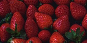 Çilek Böcek Deneyleri Gündem Oldu