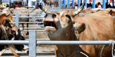 Kurbanlıklar Yola Çıktı