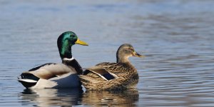 Kars Çayı’nın Yeşilbaş Ördekleri