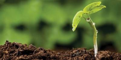 Genç Çiftçiden Tarımsal Yatırım.. Akyaka'da Nohut ve Mercimek Ekimi!