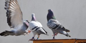 Mesafe Tanımayan 'Posta Güvercini'