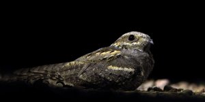 'Çoban Aldatan Kuşu' Tedavi Edildi