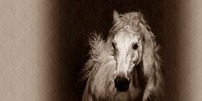 Kontrolsüz Koşu.. Ardahan Göle'de Trafik Kazasına Sebep Olan At!