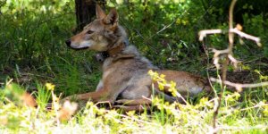 Kurtlar İçin ‘Yaban Hayatı’ Köprüsü