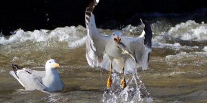 ‘İnci Kefali’nin Yolculuğunu İzlediler