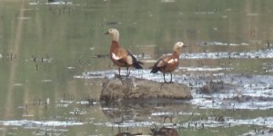 Kars ‘Baraj Gölü’nde Yaban Hayat