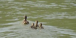 Yaban Ördekler Kars Çayı’nda