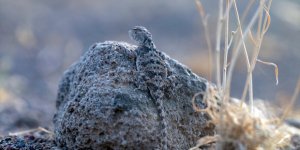 Ağrı Dağı'nın Minik Sürüngeni