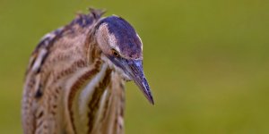 Yaralı 'Balaban Kuşu' Tedavi Altına Alındı