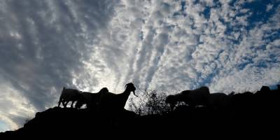 Kars'ta Aç Kurtlar Sürüye Saldırdı.. 90 Koyun Telef Oldu!