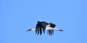 'Baharın Habercisi' Leylekler Kars'a Döndü