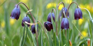 Sarıkamış'ta Doğa Canlanmaya Başladı