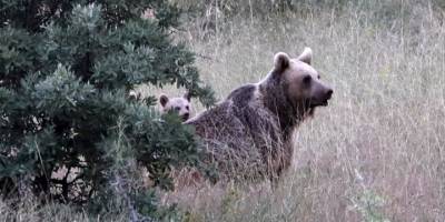 Kış Uykusundan Uyanan Ayı Ailesi Kameralara Yansıdı