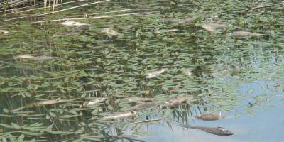 Deniz Gölü'ndeki Balık Ölümlerine İnceleme
