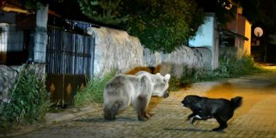 Sarıkamış'ın 'Ayı Savar' Köpeği Cesur