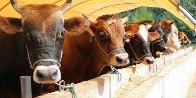 Pazarda Satılamayan Kurbanlıklar.. Et ve Süt Kurumu Satın Alacak!