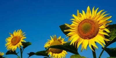 Hibe Desteği.. Kars'ta Yağlık Ayçiçeği Ekim Alanları Yüzde 50 Arttı!