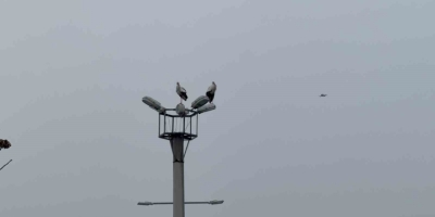 Karabük’ün Simgesi Haline Gelen Leylek Dronla Görüntülendi