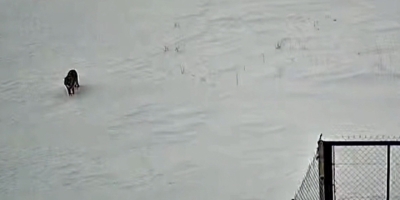 Tatvan’da Kurt Görüntülendi