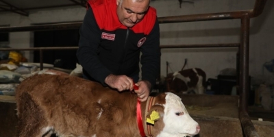 Elazığ’da Yılın İlk Buzağısına "bereket" Adı Verildi