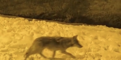 Aç Kalan Kurtlar Şehir Merkezine İndi