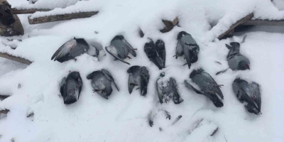 Elazığ’da Onlarca Güvercin Donarak Telef Oldu