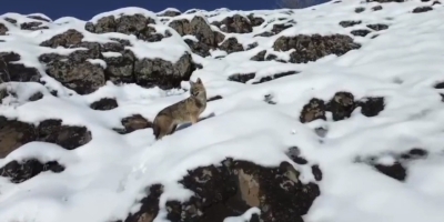 Karlı Dağlık Alanda Yiyecek Arayan Kurt Dronla Görüntülendi